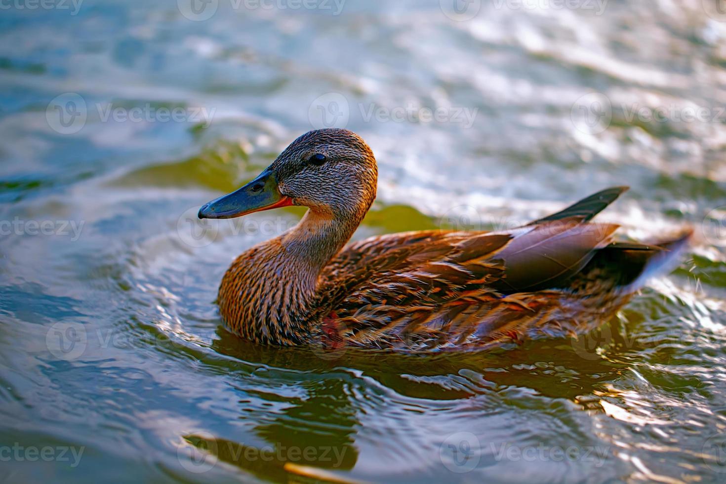 Birds and animals in the wild. A beautiful duck is swimming in blue water. Close-up of a river duck. photo