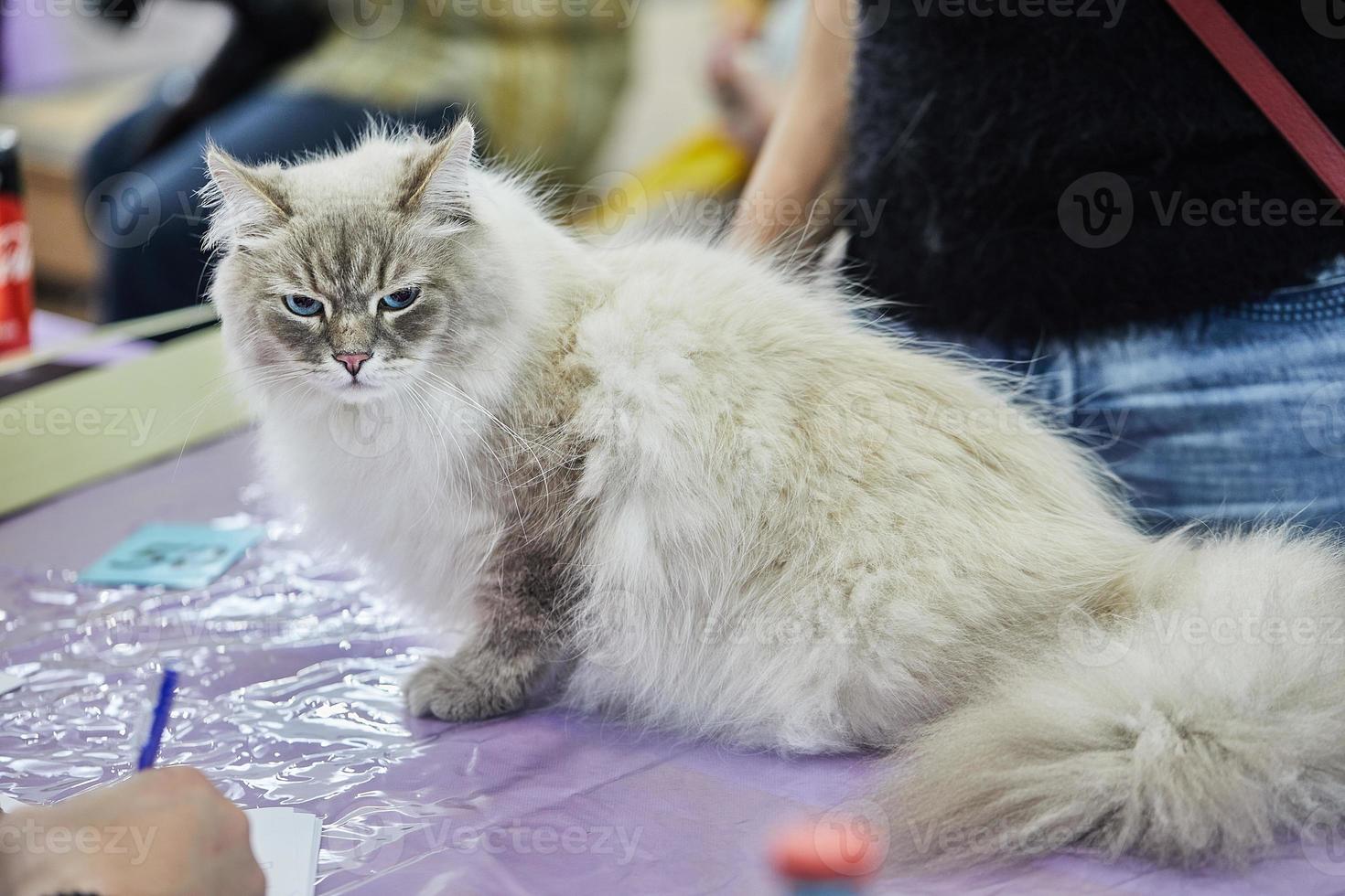 siberiano gato se sienta con sus patas doblada en el mesa foto