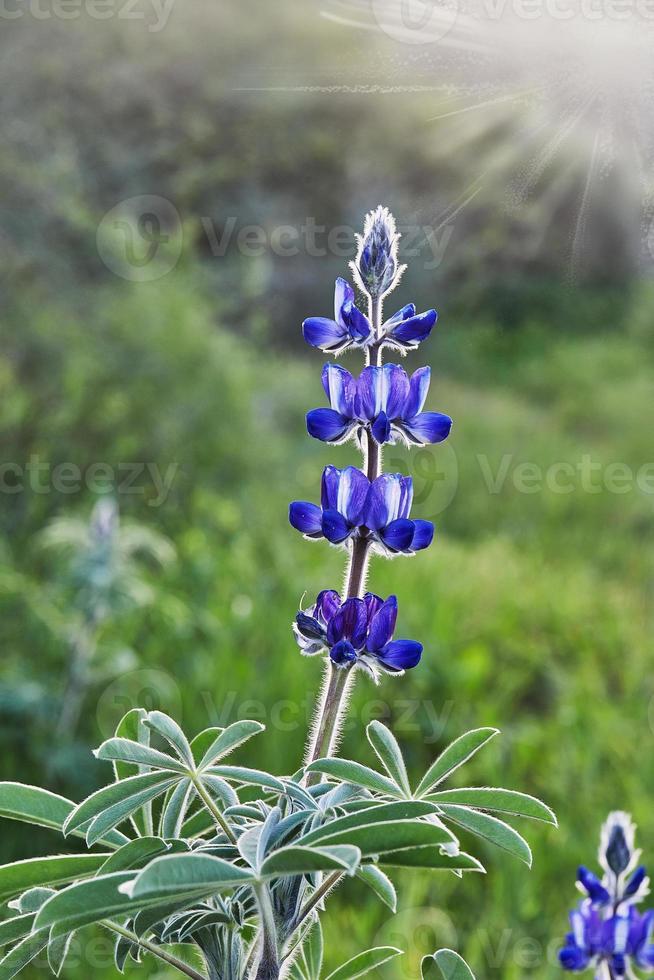 Purple mountain lupine in the rays of the setting sun photo