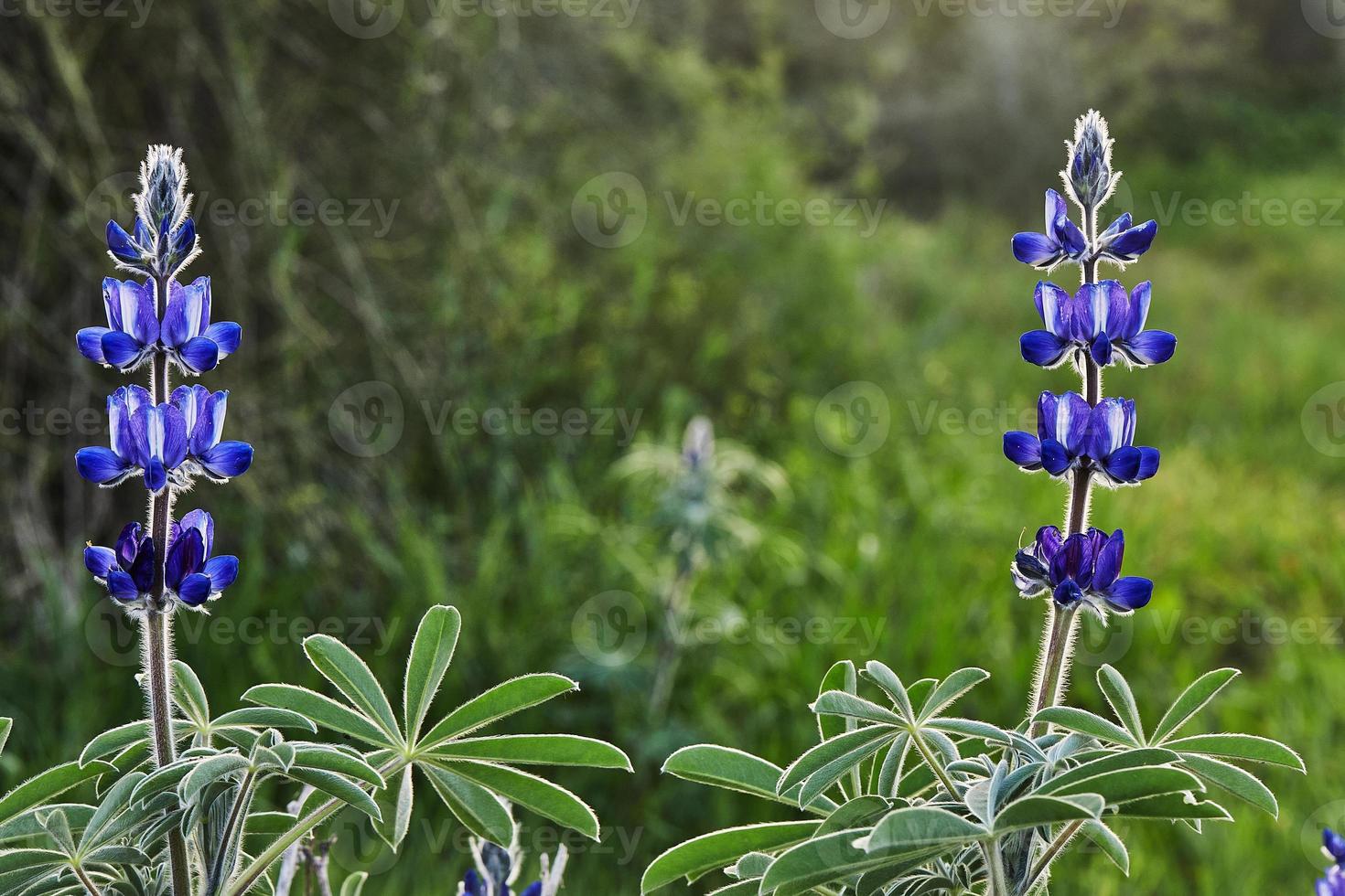 Purple mountain lupine in the rays of the setting sun photo