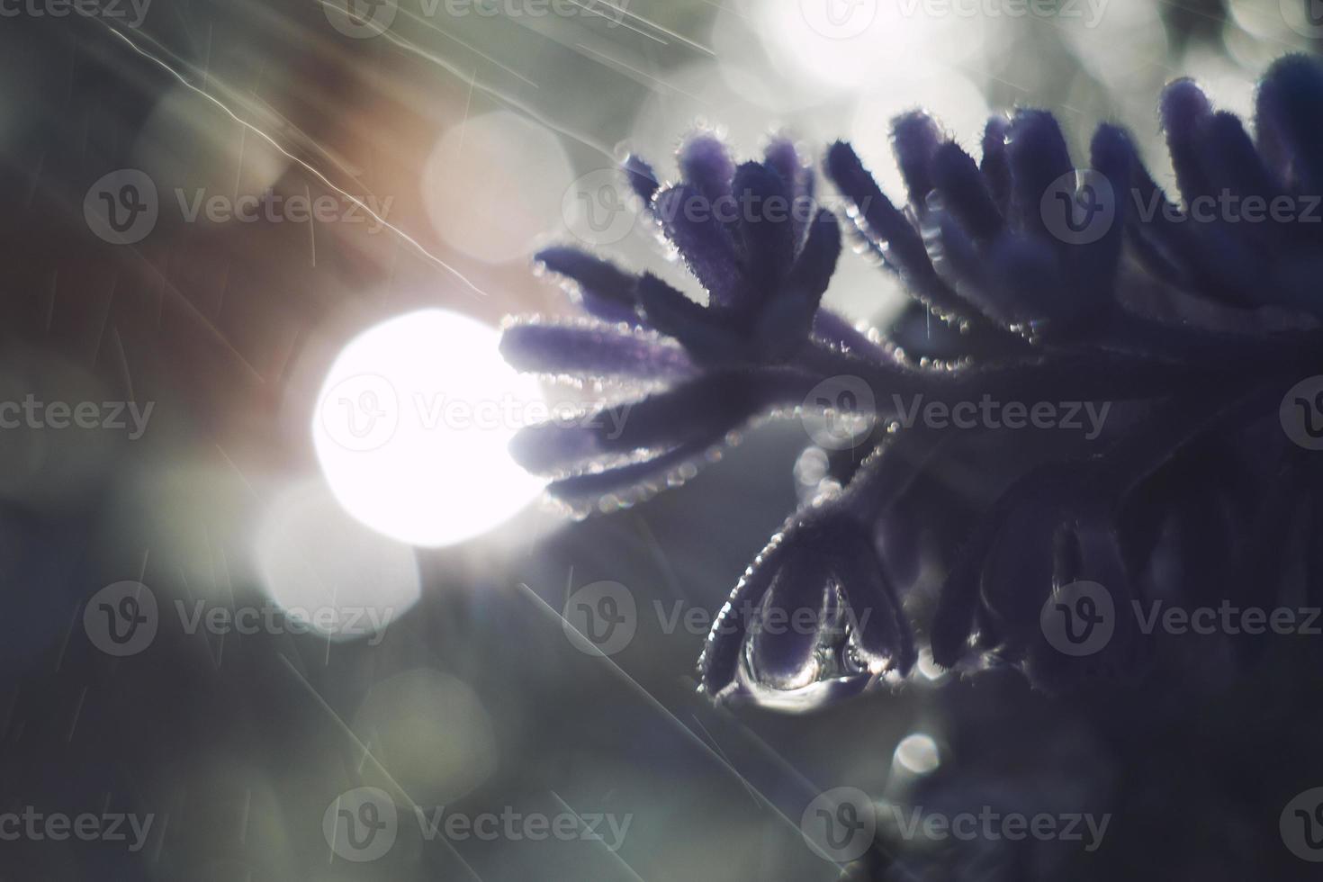 a drop of water on a flower petal. lavender. blue flower macro with beautiful bokeh in the rain photo