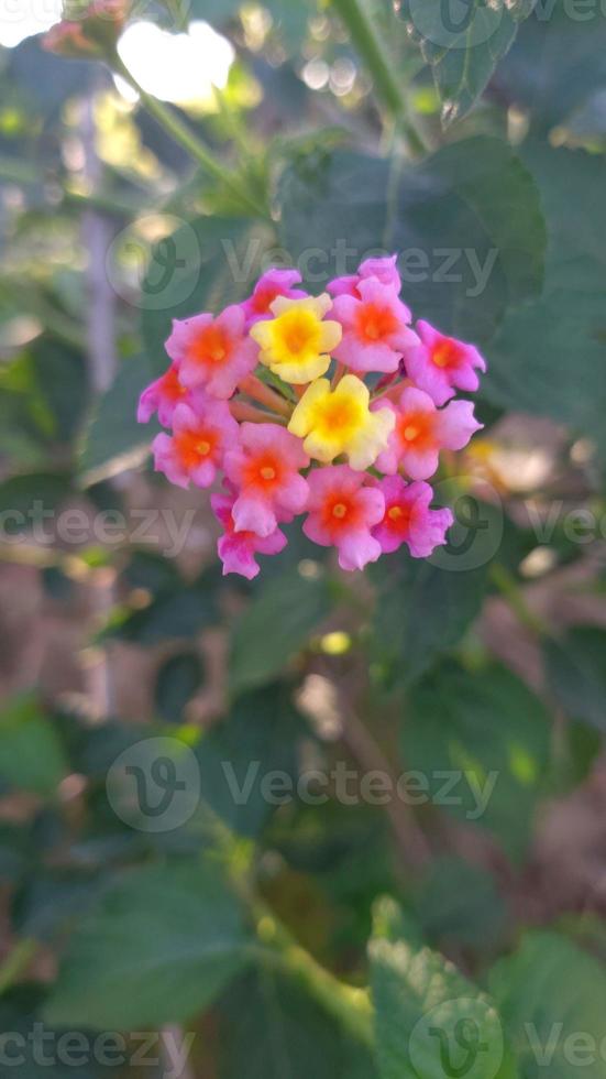Lantana camara, tahi ayam, sailara, tembelekan, common lantana, big sage, wild sage, red sage, white sage, tick berry, West Indian lantana, umbelanterna, with natural backrgound photo