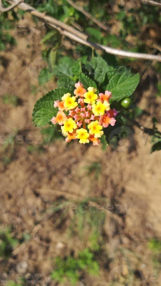 West Indian Lantana flower commonly known as Gandapana Wild flower photo