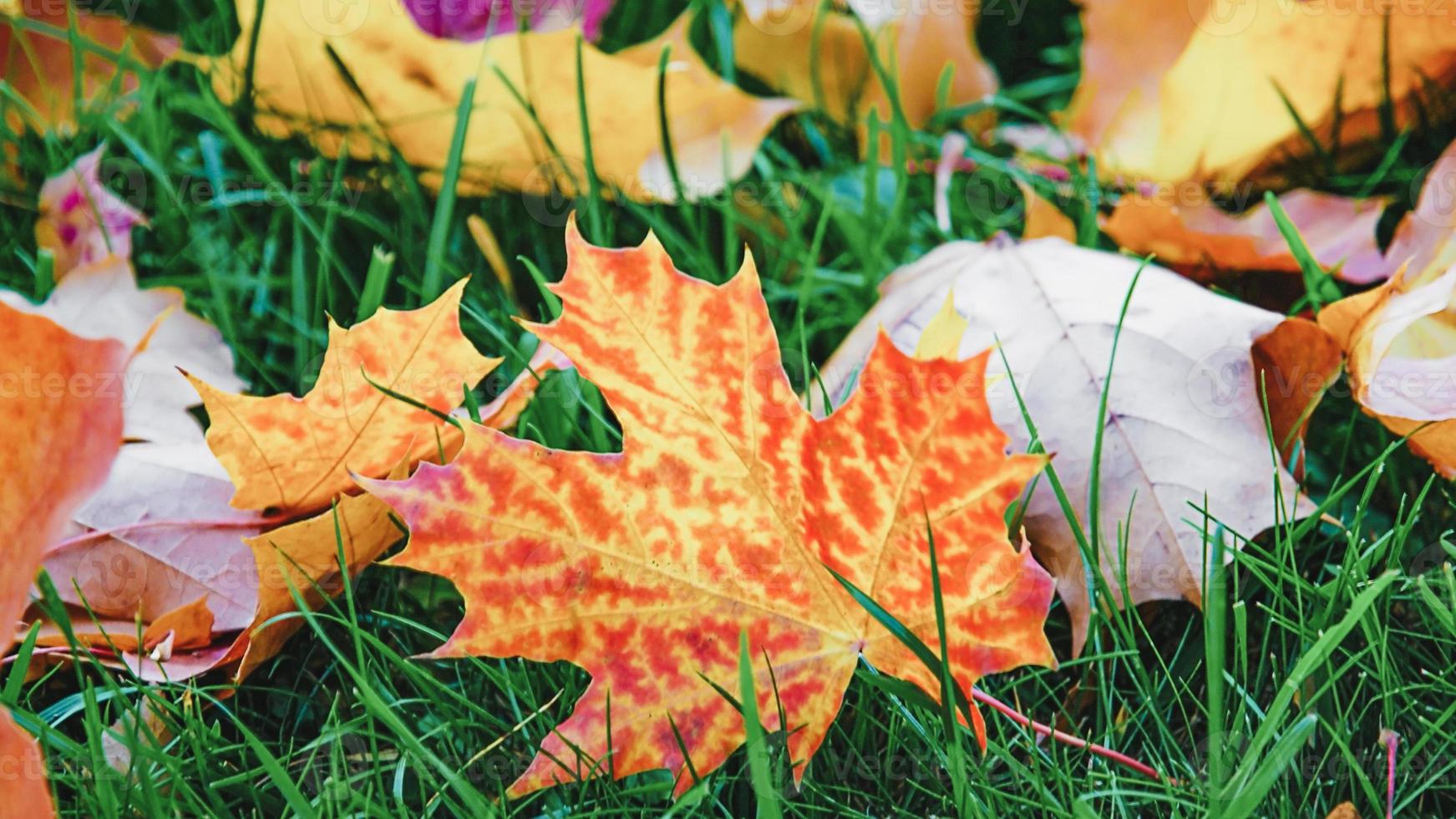 Maple autumn leaves on green grass, natural bright background. photo