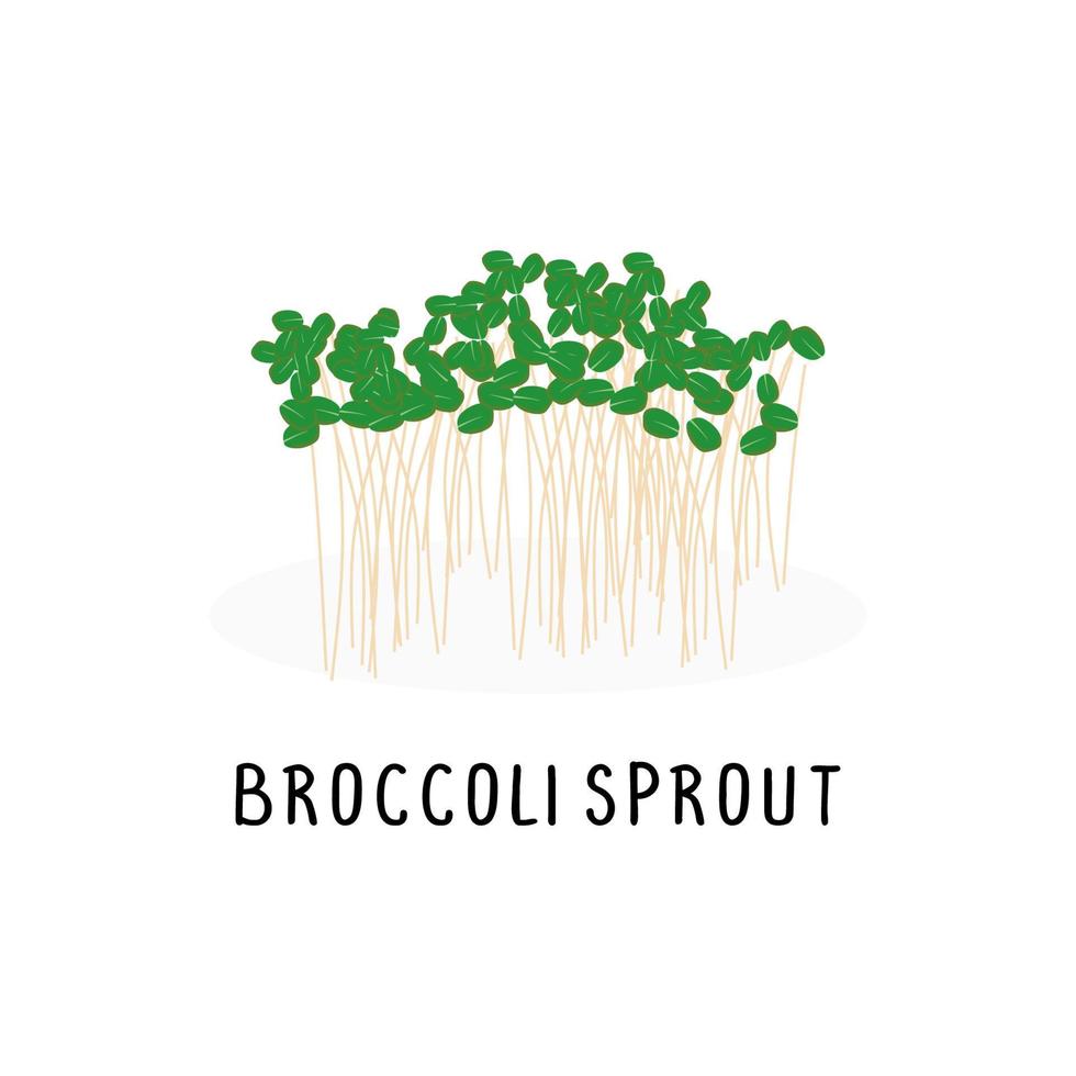 broccoli sprout vector flat illustration, isolated on white background