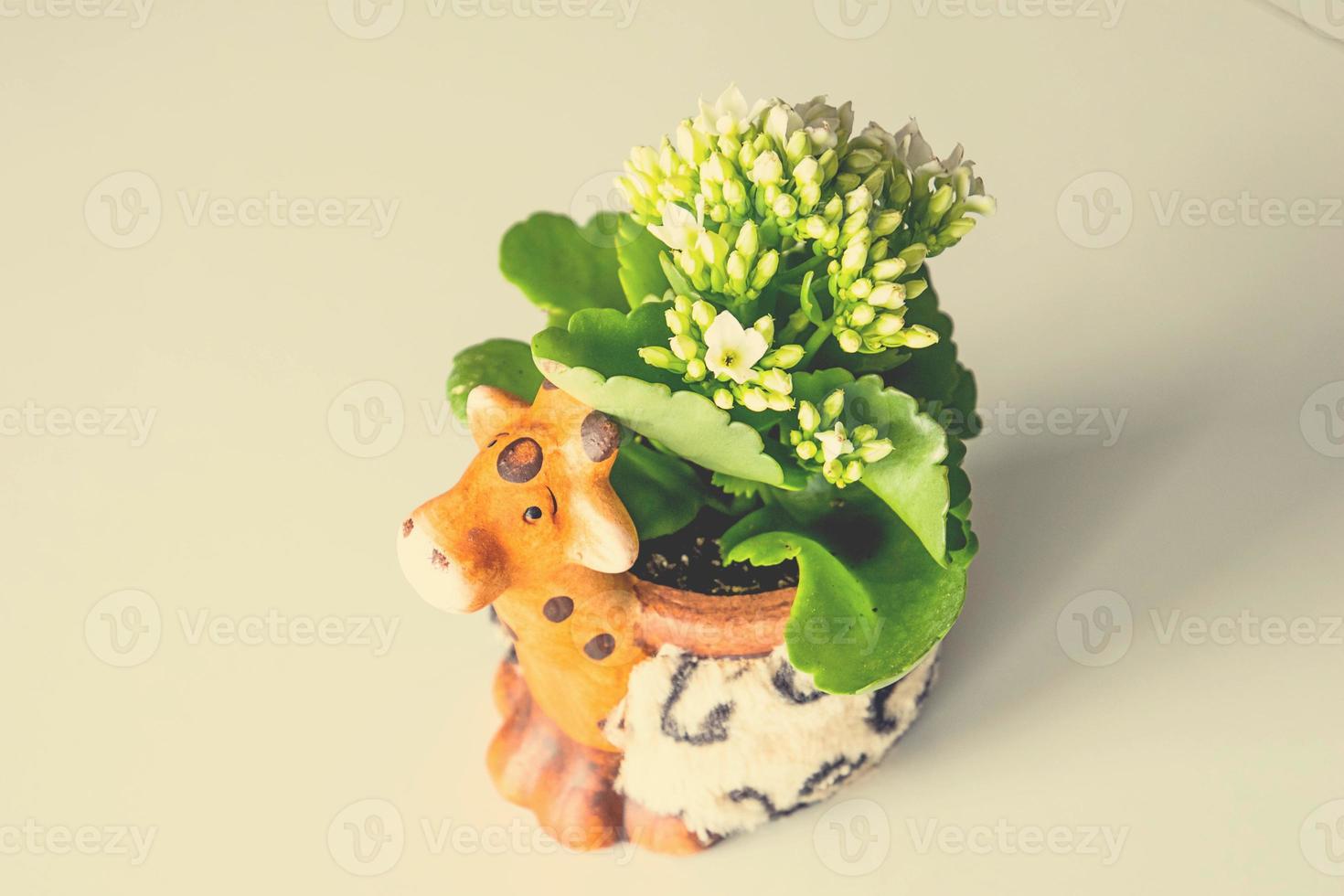 decorative pot with small white flowers on a light background photo