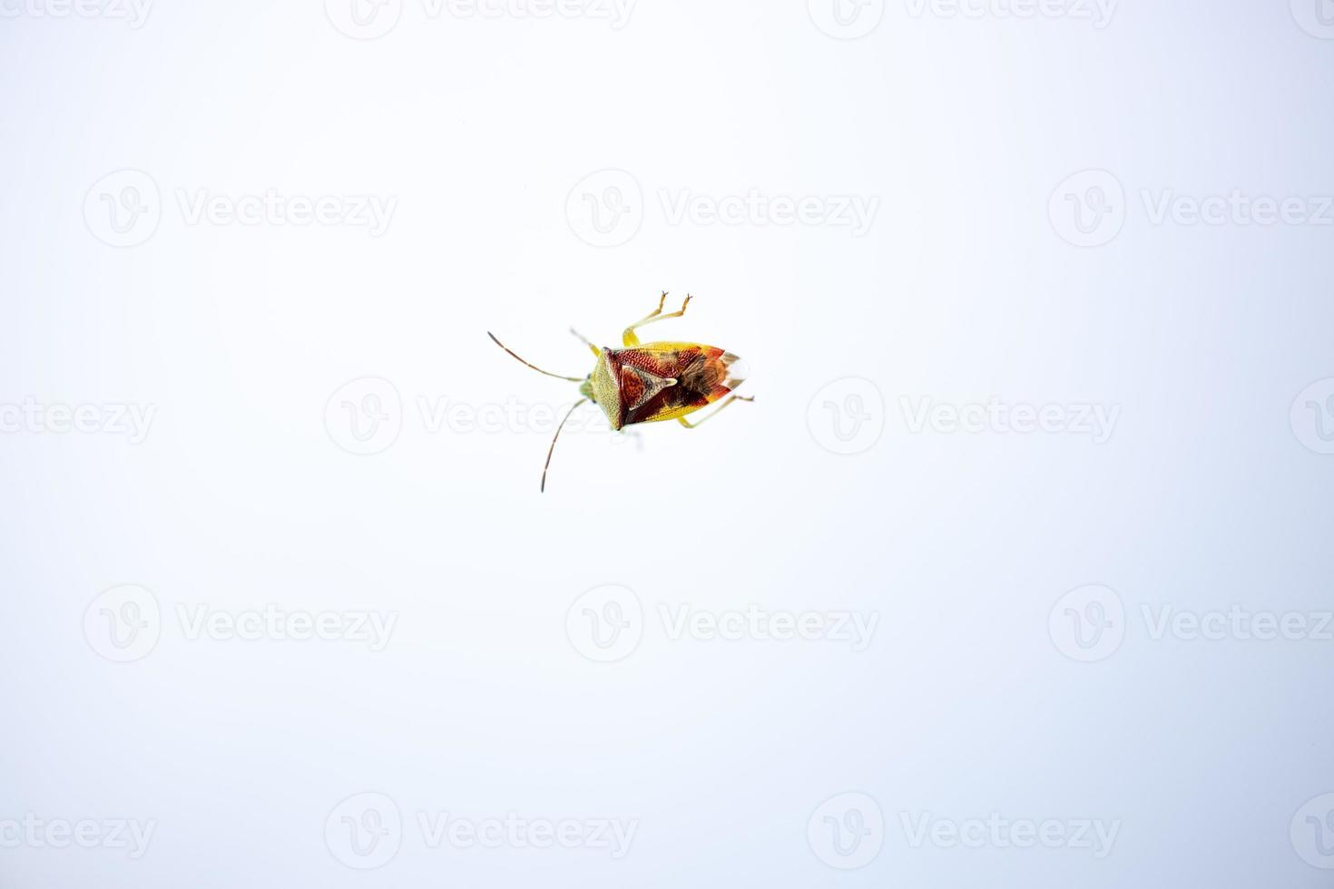 vistoso insecto en un blanco brillante antecedentes en de cerca foto