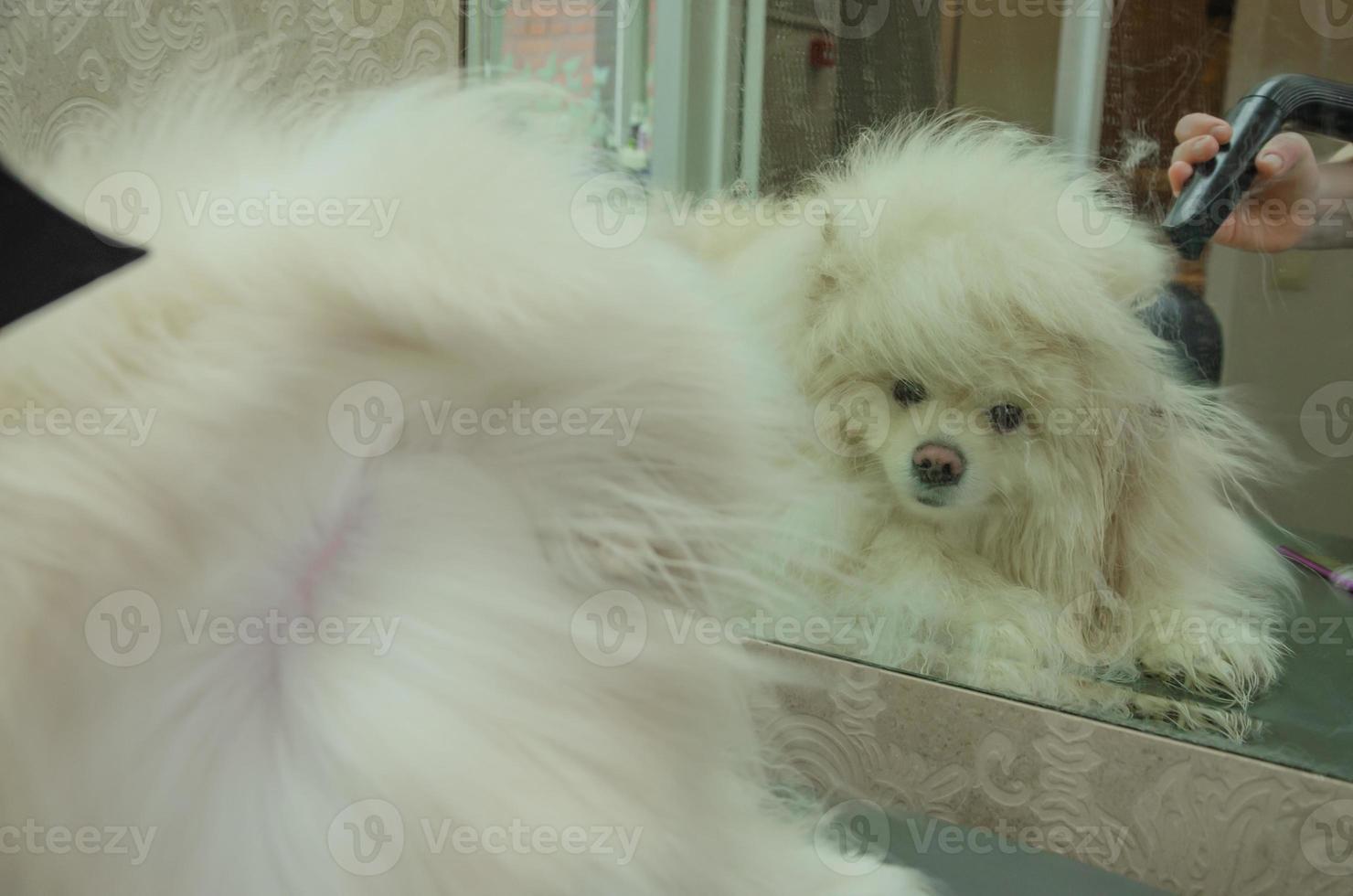 A furry dog is dried with a hair dryer in front of a mirror. photo