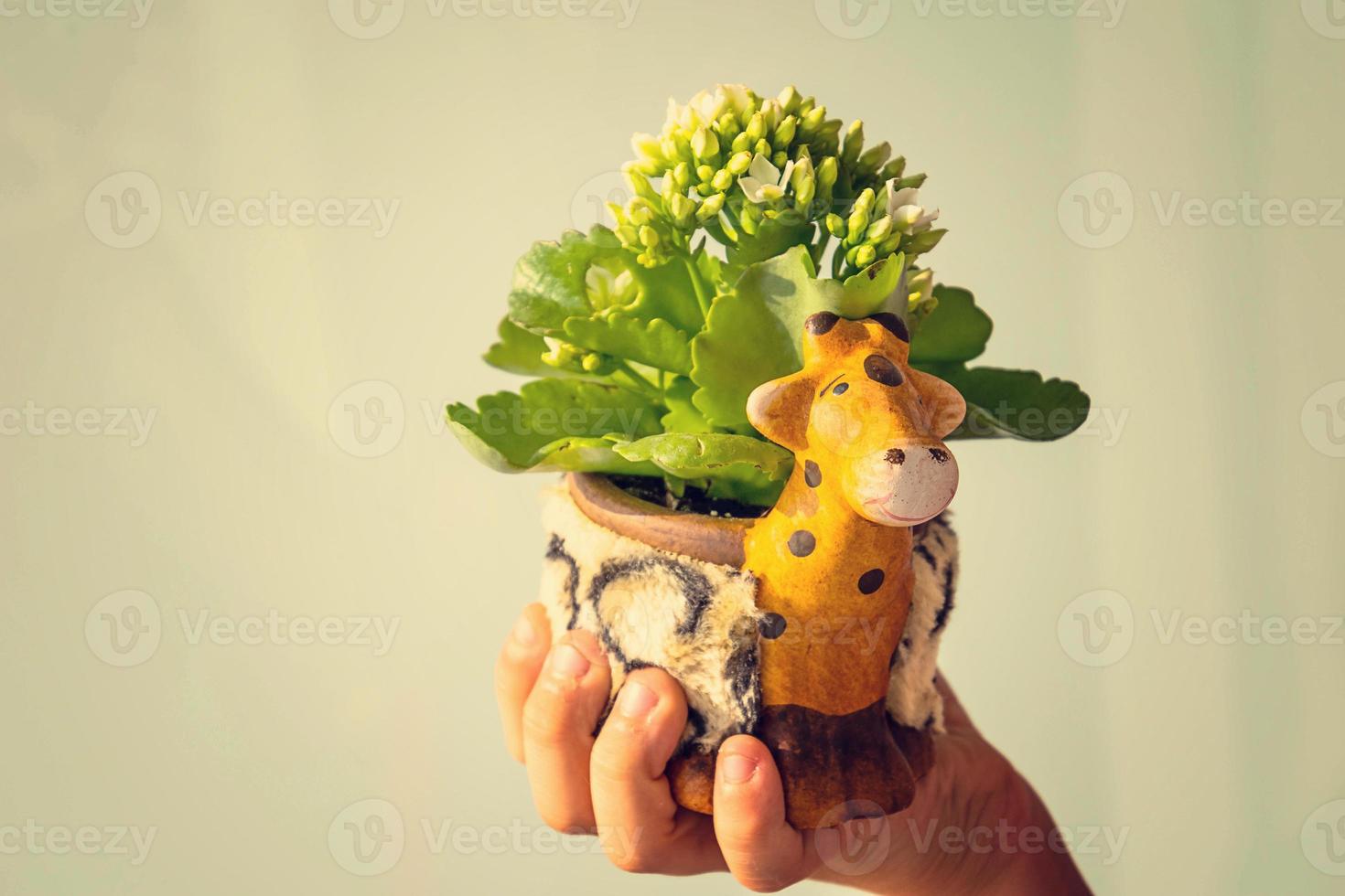 ornamental pot with small white flowers on a light background held in the hand photo