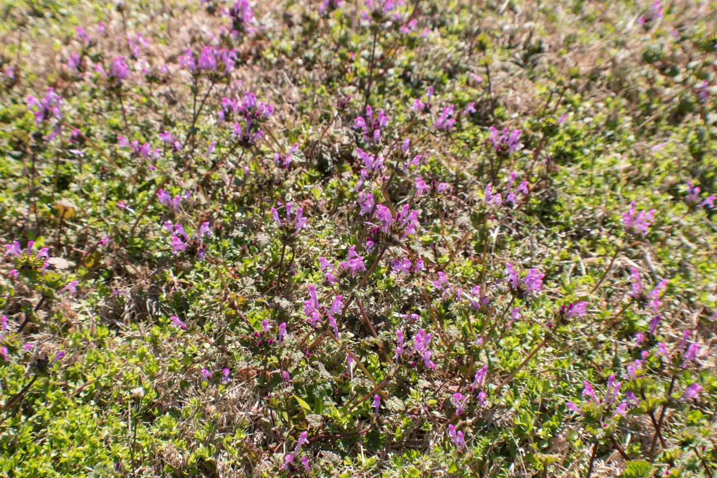 Purple flower patch photo