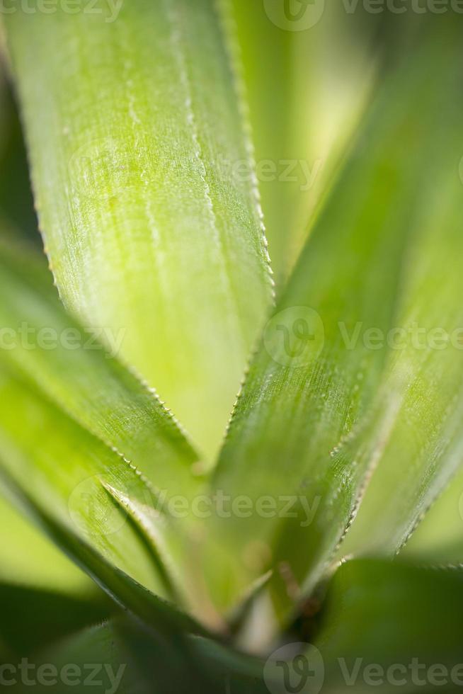 Top views of pineapple fruit leaves pattern at Madhupur, Tangail, Bangladesh. photo