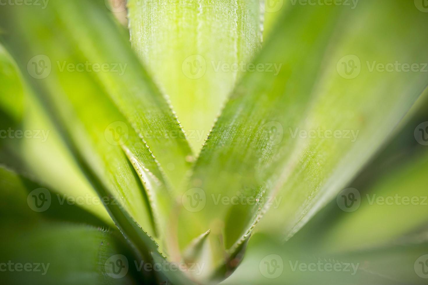 Top views of pineapple fruit leaves pattern at Madhupur, Tangail, Bangladesh. photo