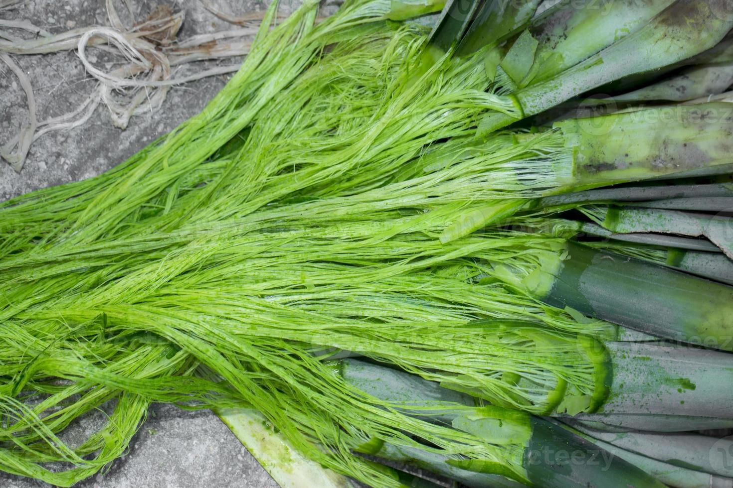 Unwashed Pineapple leaf green fibers. Ecofriendly Pineapple leaf fiber