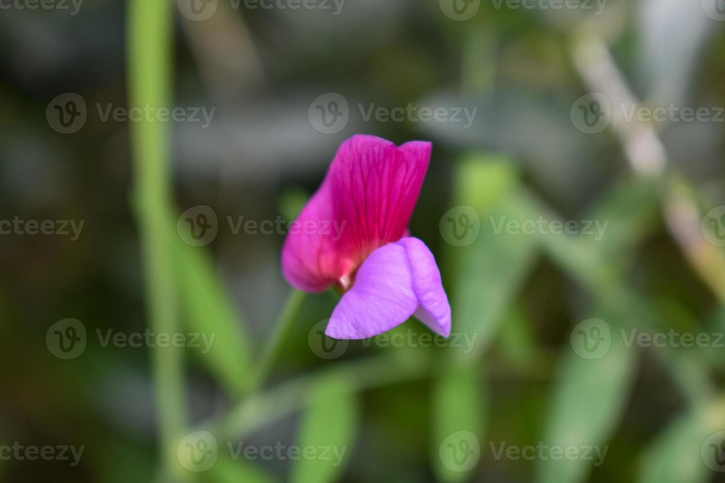 lathyrus clímeno cerca arriba foto