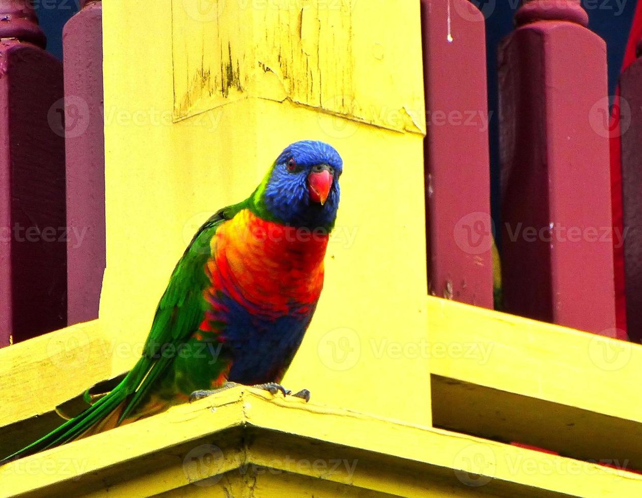 Rainbow Lorikeet parrot in Australia photo