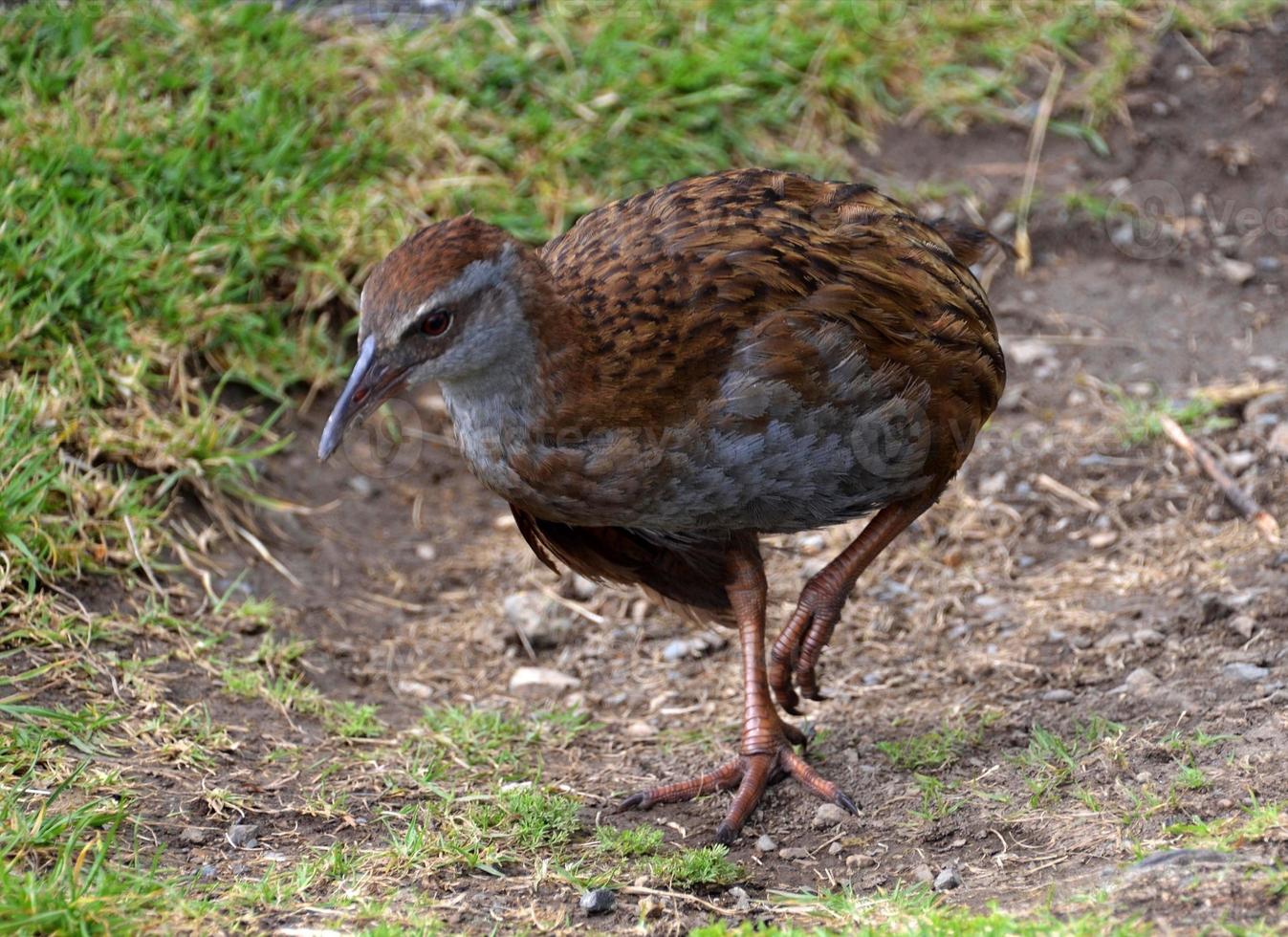 en peligro de extinción maoii gallina no volador pájaro en nuevo Zelanda foto