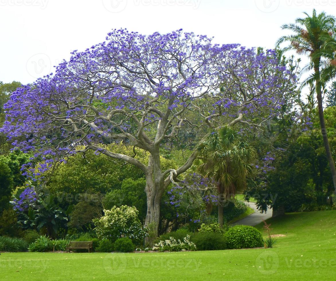 Beautiful Blue Jacaranda tree growing in Australia photo