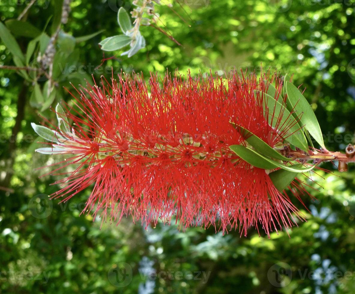 'Crimson Bottlebrush' evergreen shrub growing in a garden photo