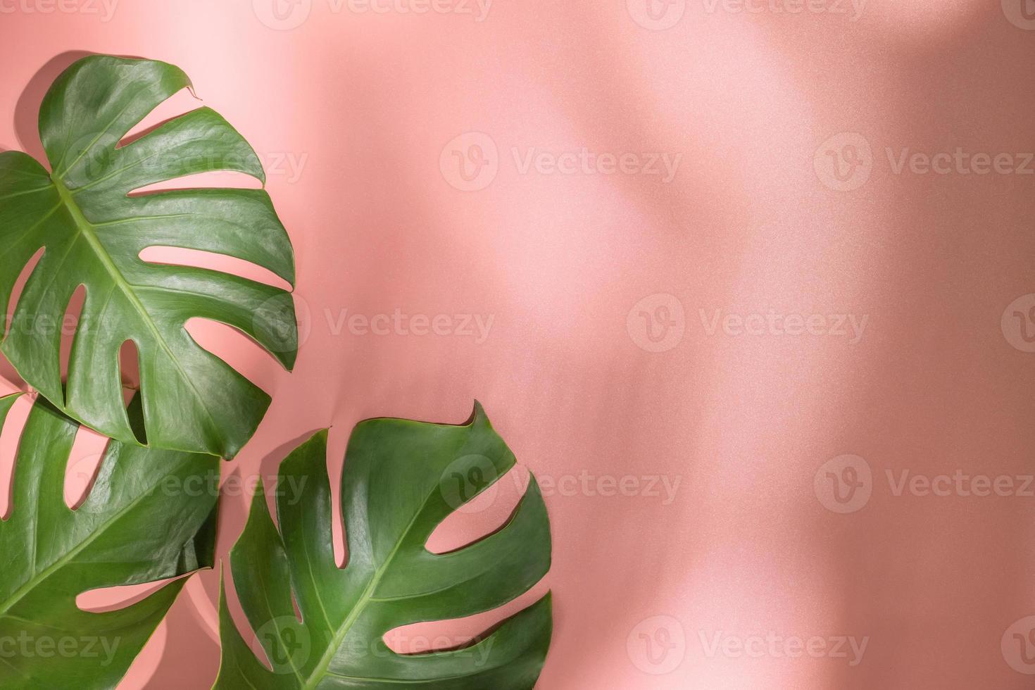 monstera hojas en rosado antecedentes. flora fondo de pantalla fondo. foto