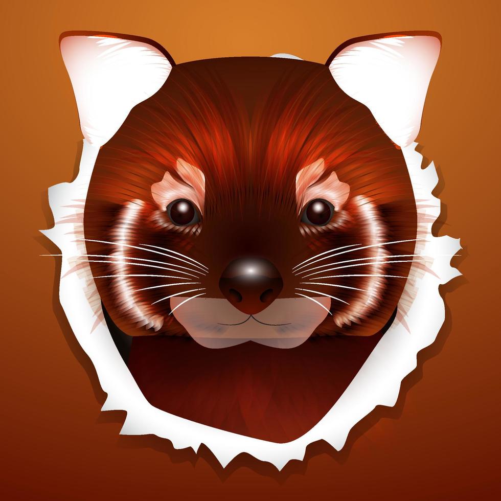 Beautiful red panda head of wild animal living in nature with a print texture of the skin vector