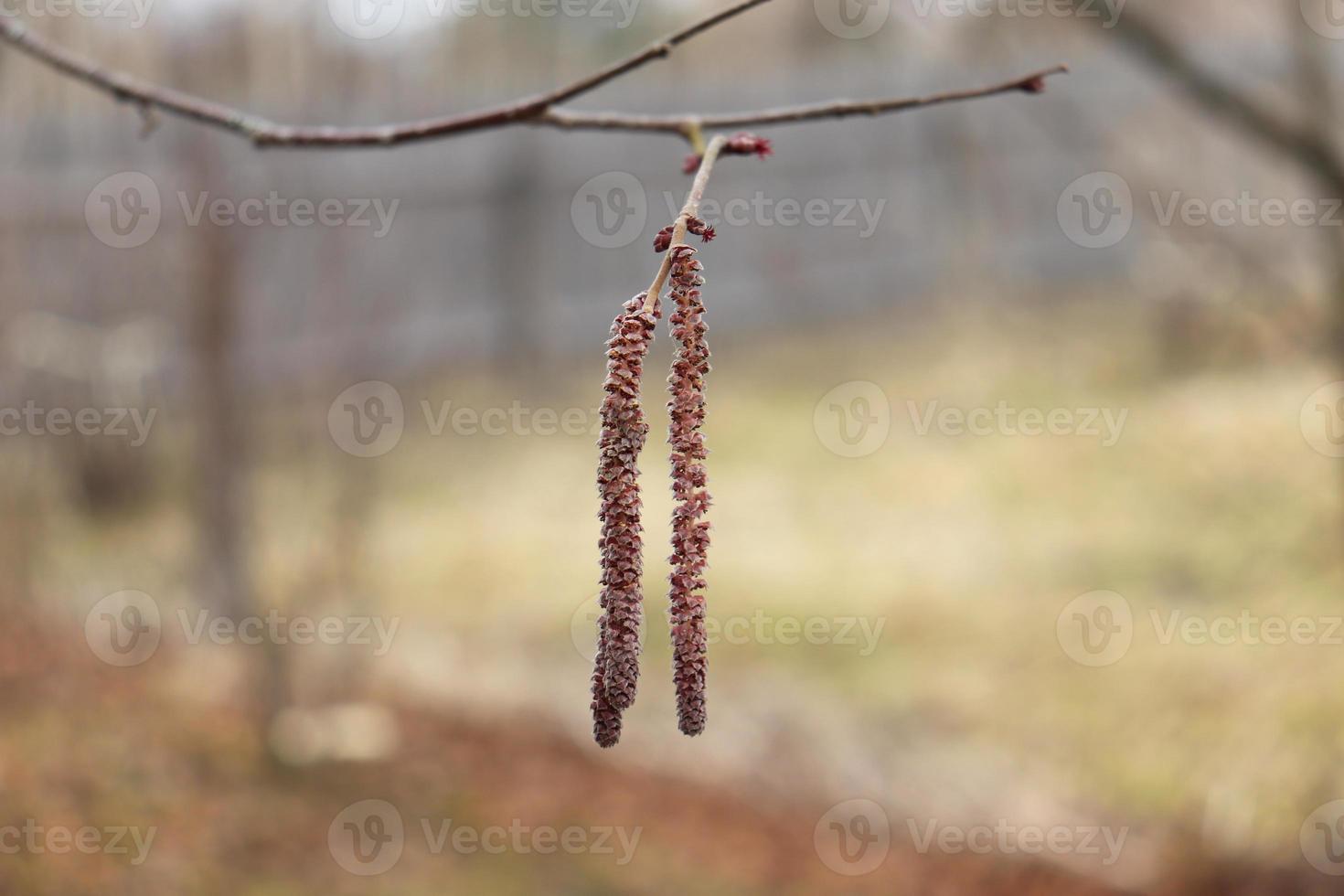 photo flower catkins closeup - blooming hazelnut