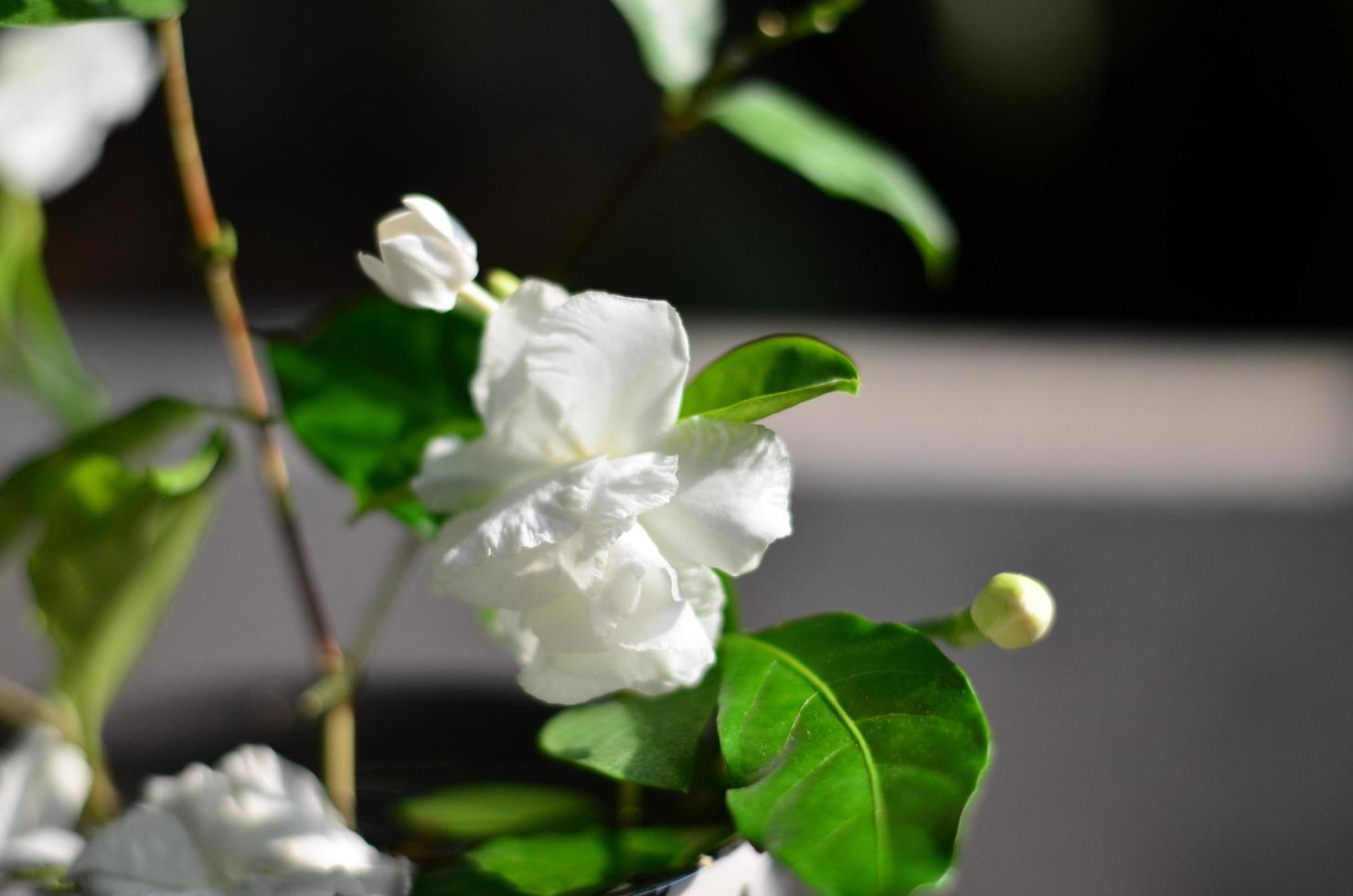 The beautiful white Double Cape Jasmine flower and green leaves behind. photo