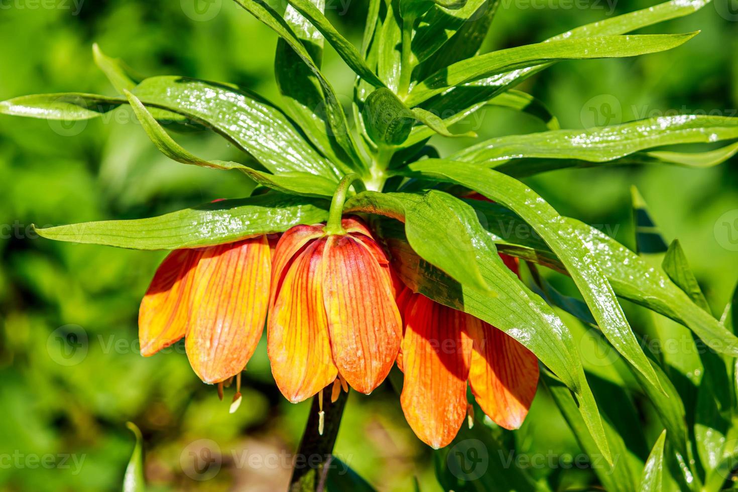 raro fritillaria flor en el verano jardín. jardinería y agricultura, planta creciente. foto