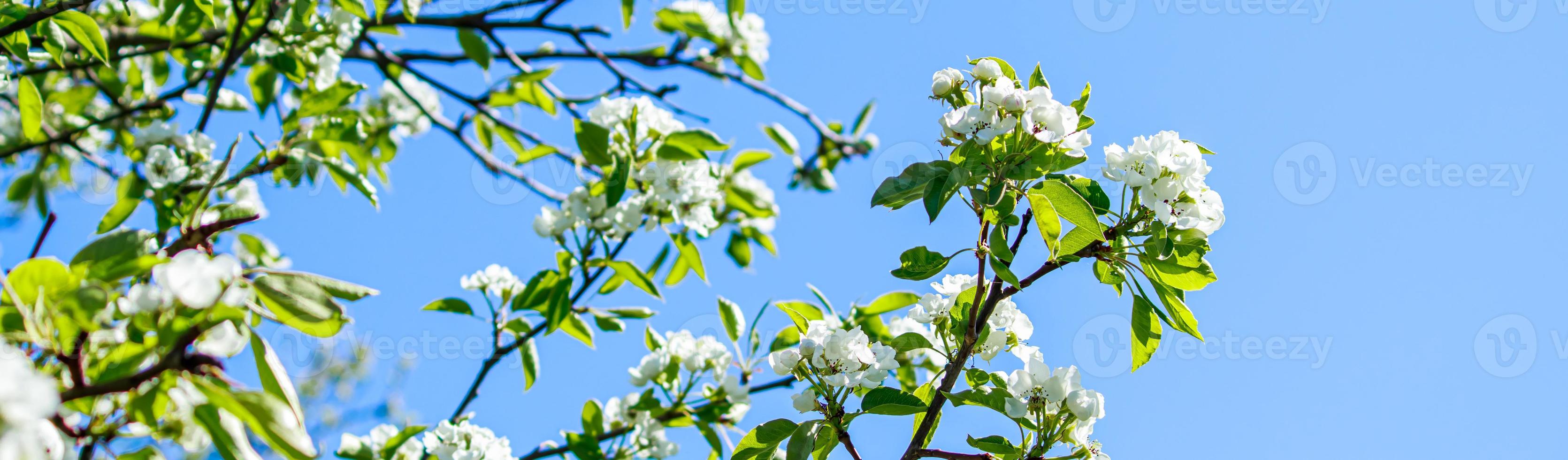 Blooming apple tree branch in garden on blue sky background. Spring cherry flowers close up. photo