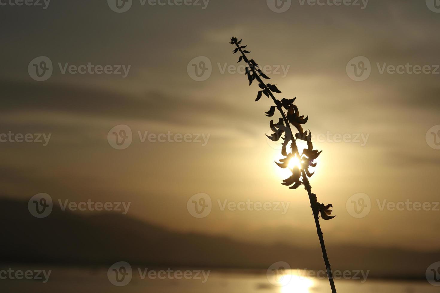 silhouettes of plants against the background of the sunset on the lake photo