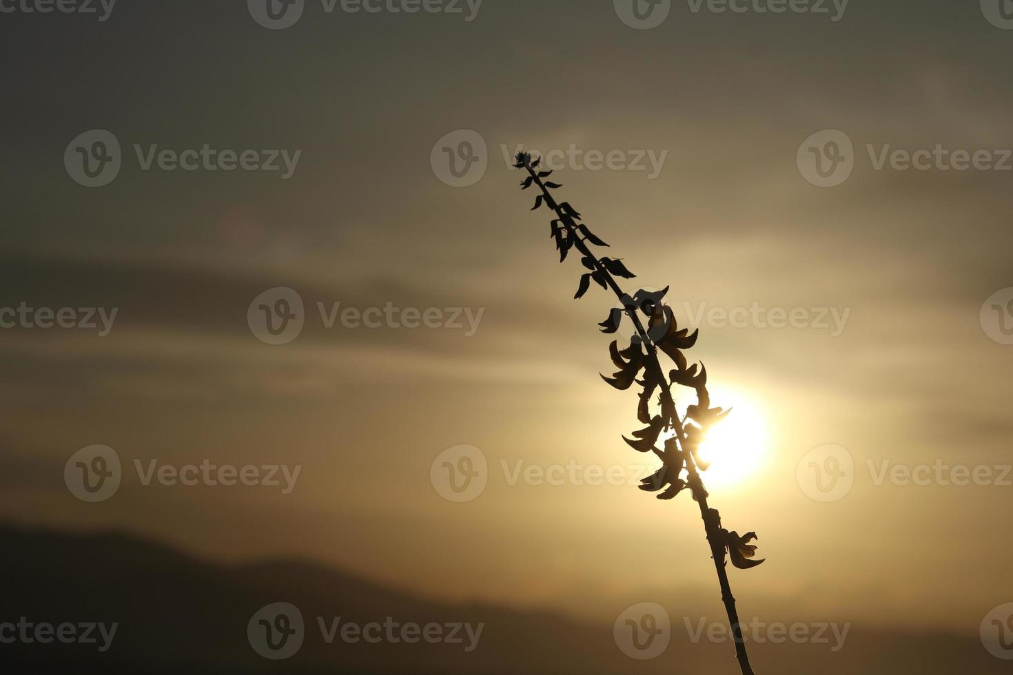 silhouettes of plants against the background of the sunset on the lake photo