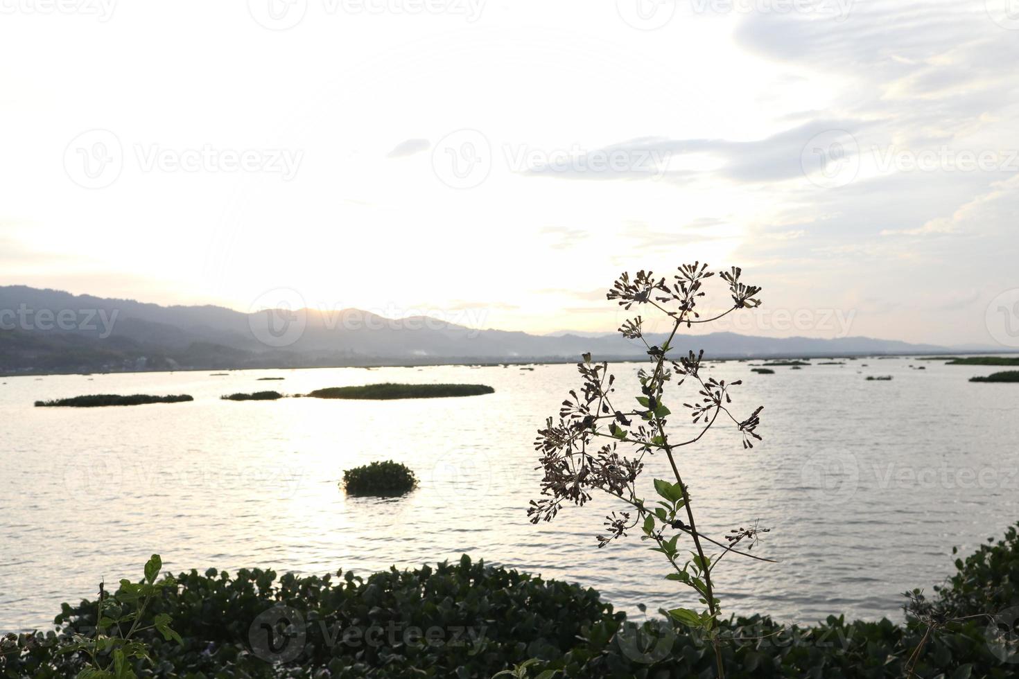 silhouettes of plants against the background of the sunset on the lake photo