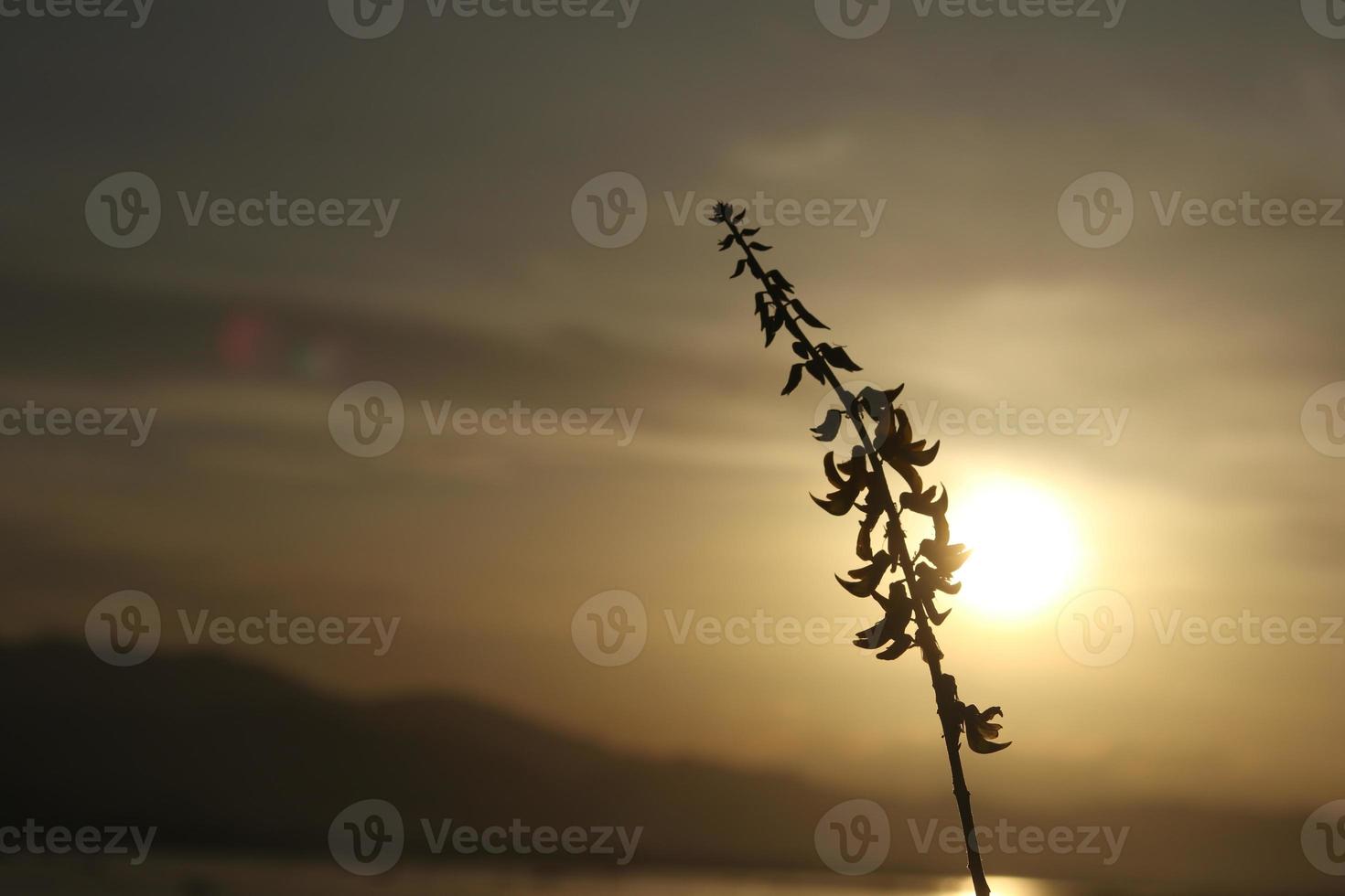 silhouettes of plants against the background of the sunset on the lake photo