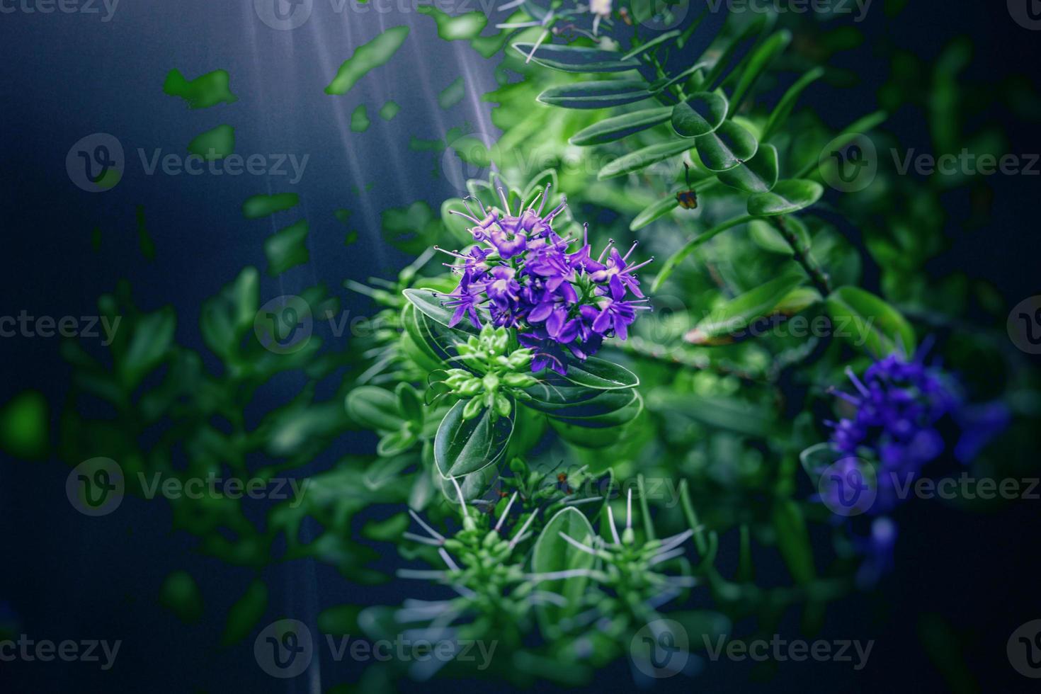purple flower in the garden in the rays of the summer sun in close-up against the background of green leaves photo