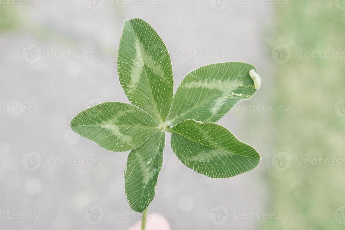 green five-leaf clover for good luck on a green background close-up photo