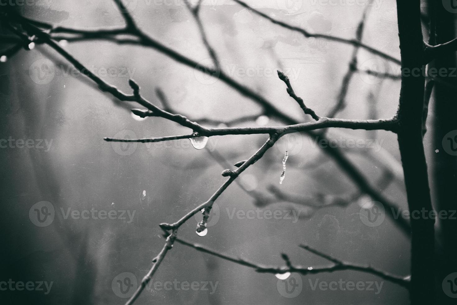 lonely leafless tree branches with drops of water after a November cold rain photo