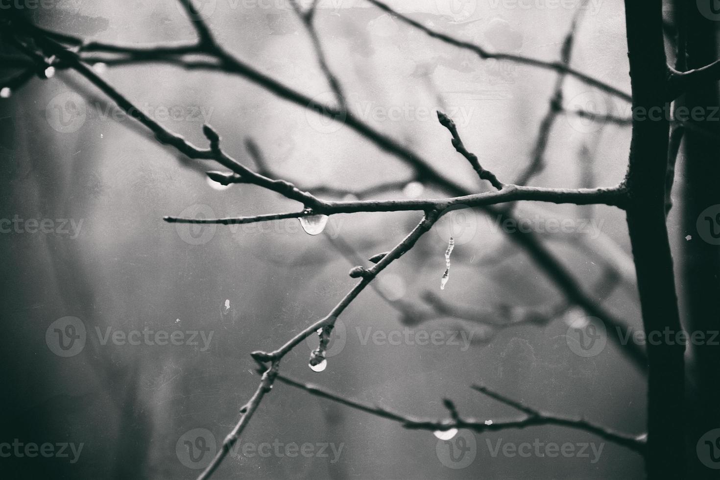 solitario sin hojas árbol ramas con gotas de agua después un noviembre frío lluvia foto