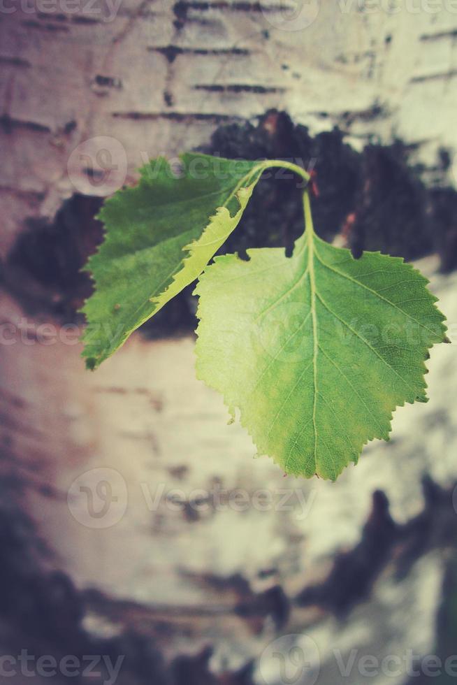 green birch leaf against the background of a tree trunk in close-up photo