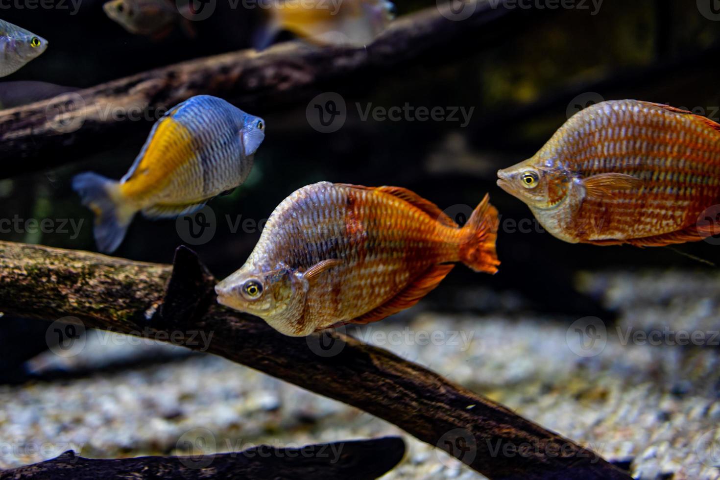 pequeño pescado animal nadando en el acuario de el zoo de zaragoza en España en un oscuro antecedentes foto