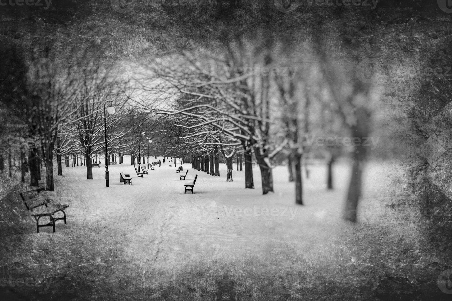 triste invierno blanco negro paisaje con arboles en el nieve en enero foto