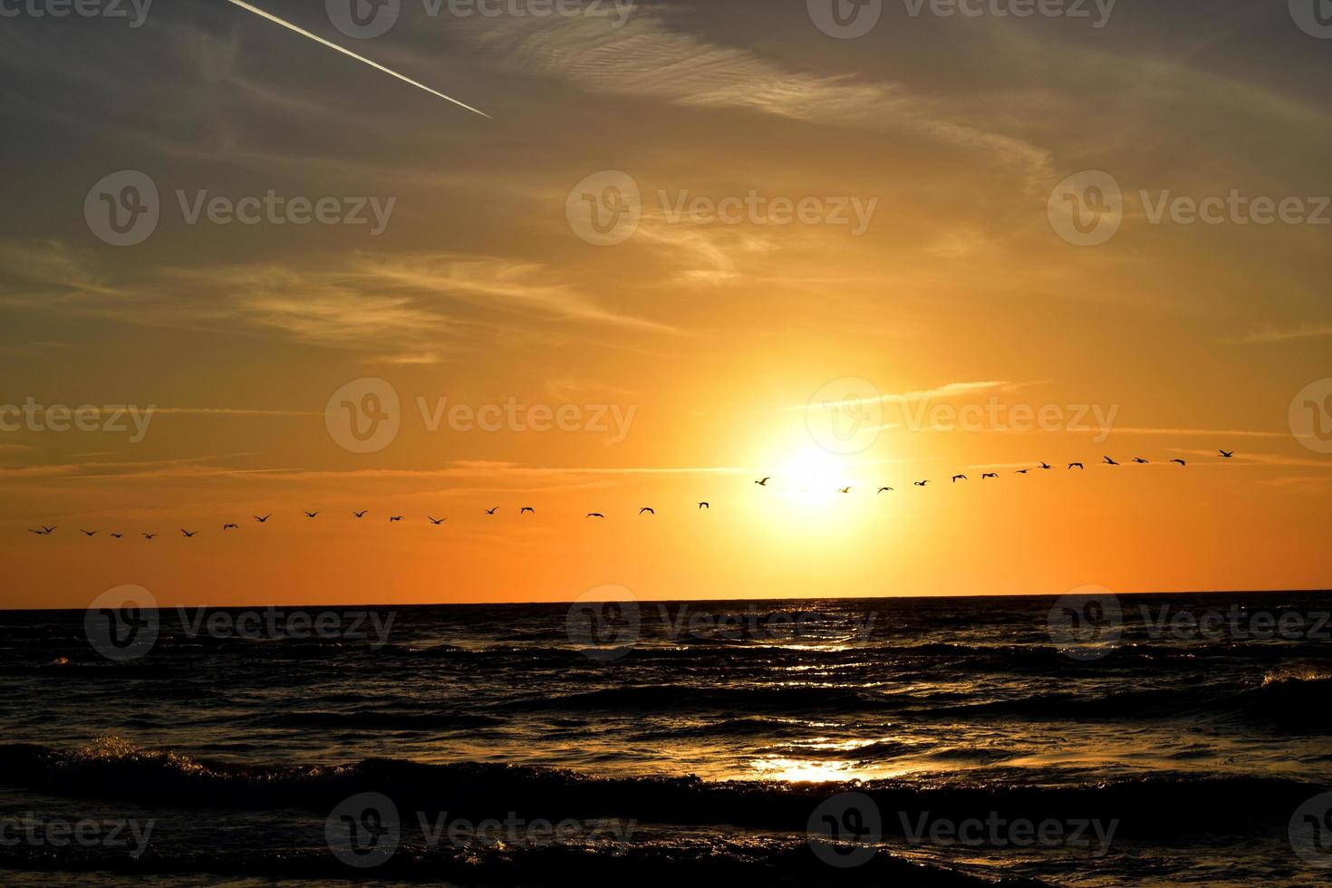 landscape with the setting sun at the Baltic Sea and the key of swans flying in the spring photo