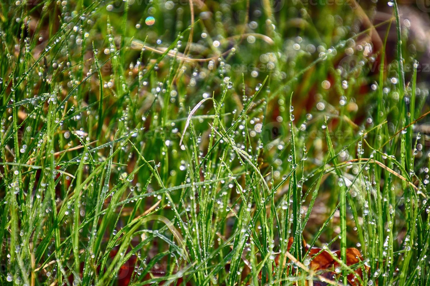 spring background with young grass blades in drops of morning dew in the warm sun photo