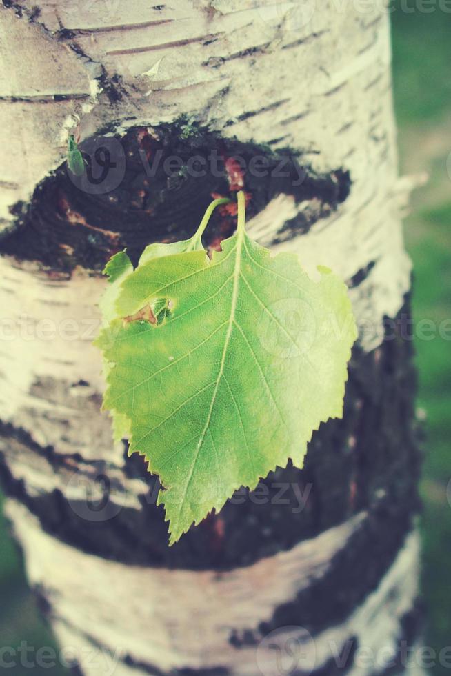 green birch leaf against the background of a tree trunk in close-up photo