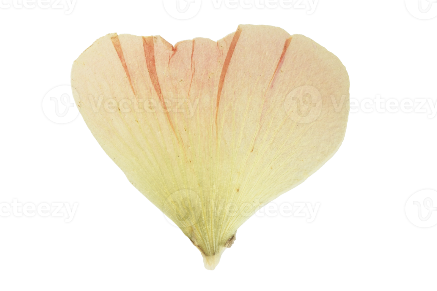 Yellow flower leaf isolated on a transparent background png