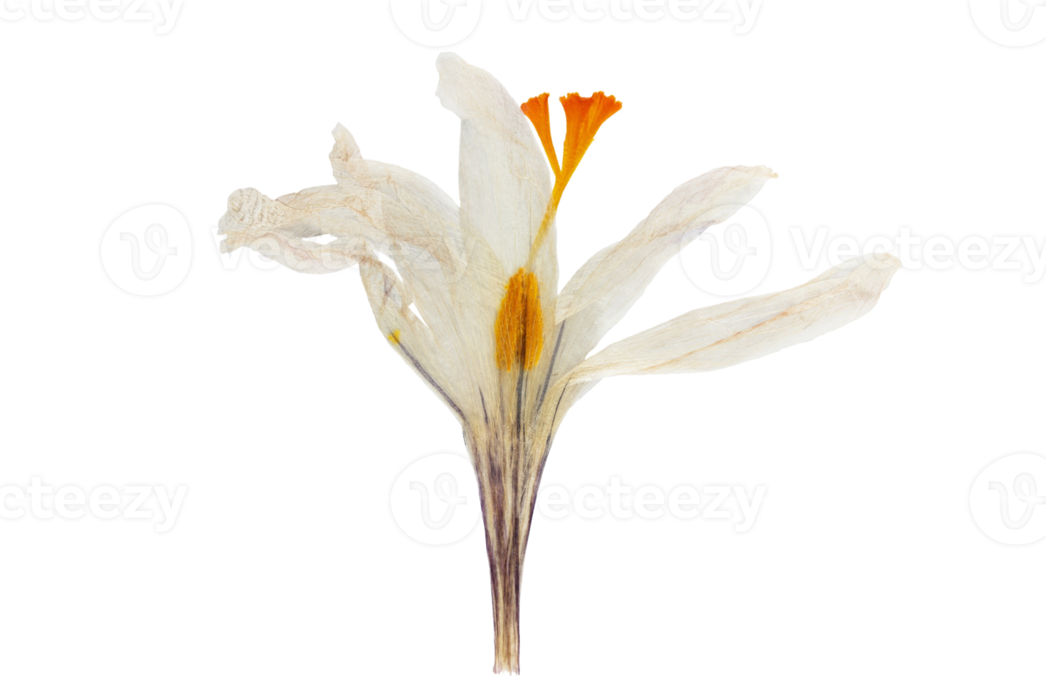 White flower isolated on a transparent background png