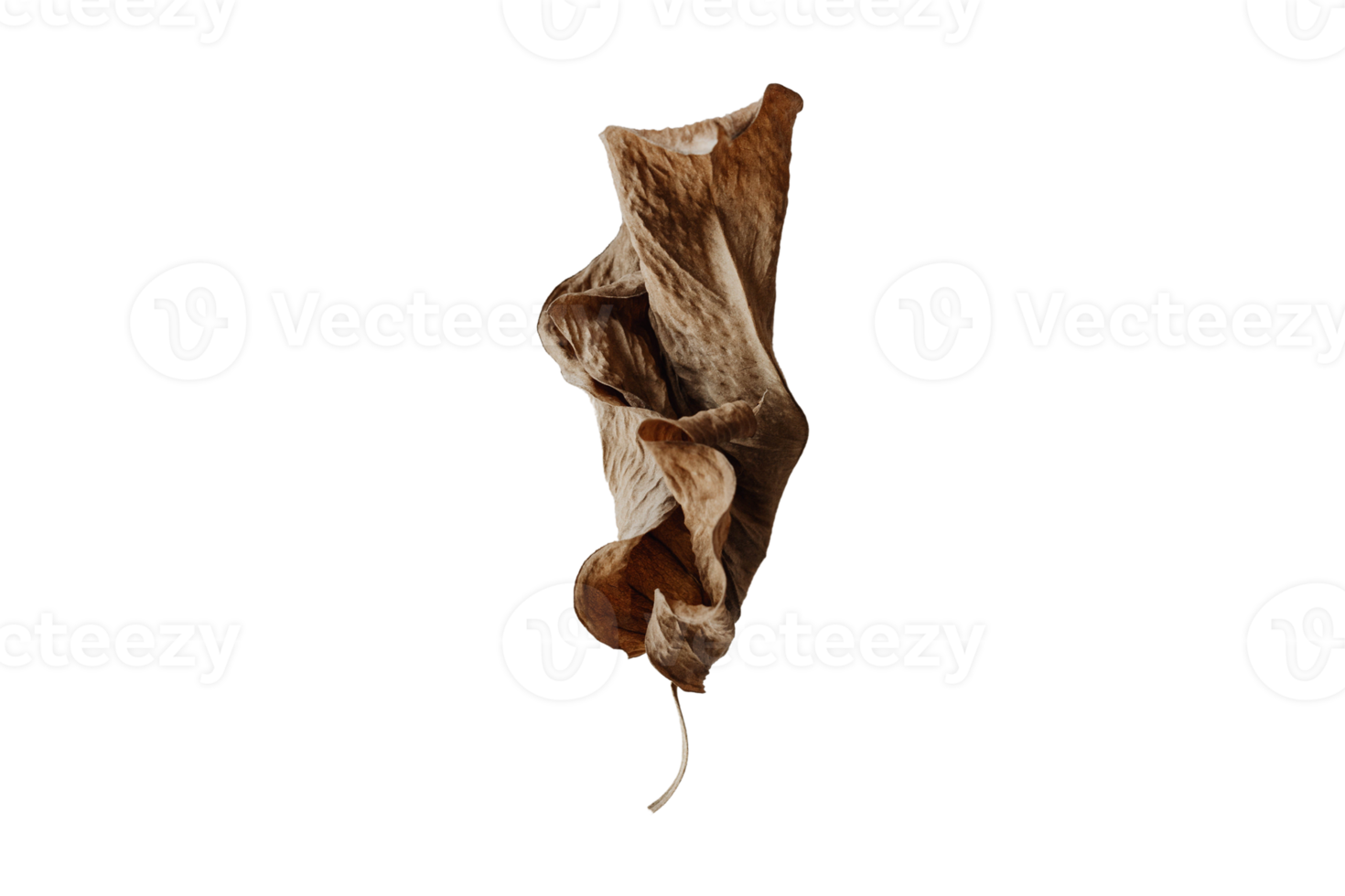 Brown dried leaf isolated on a transparent background png