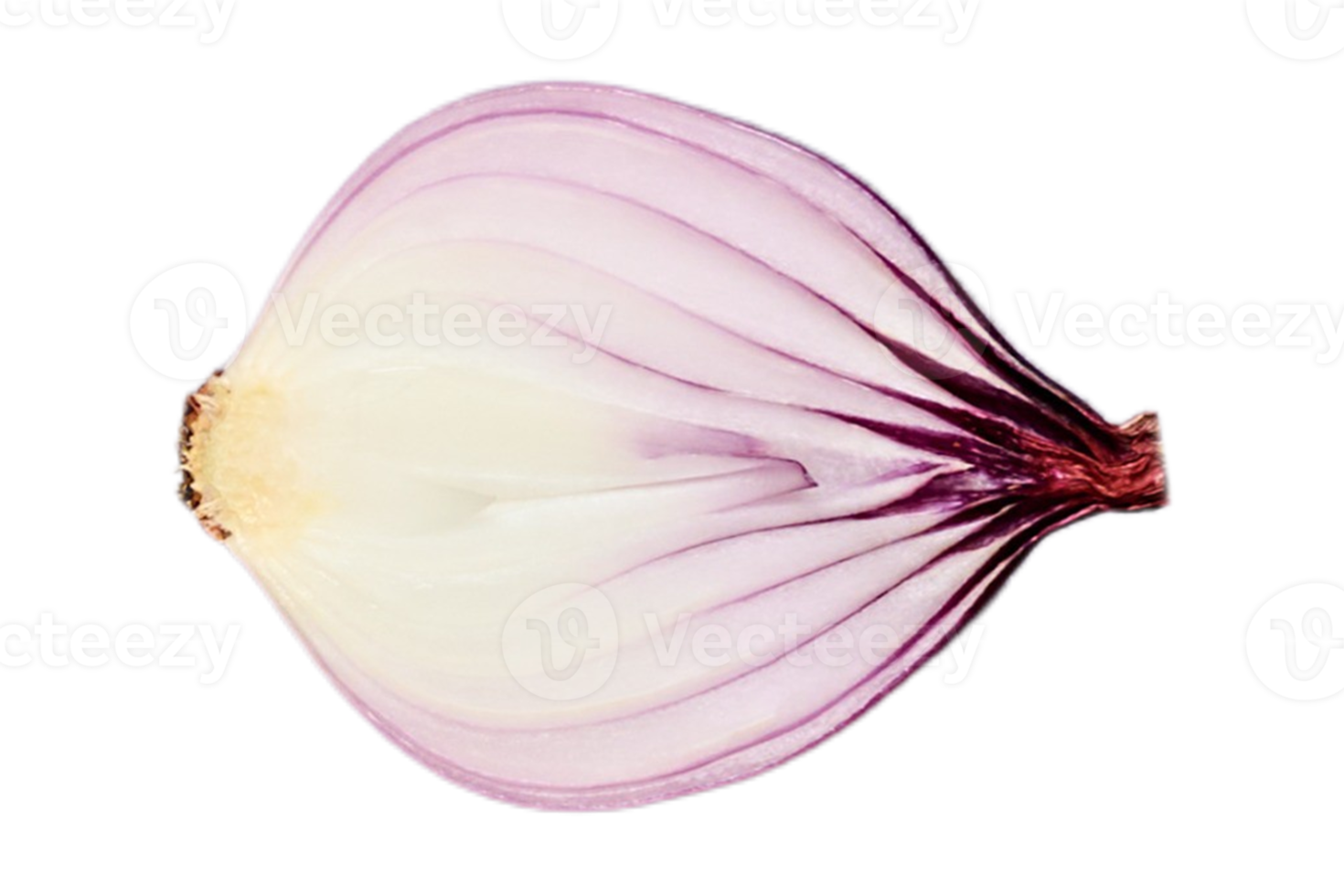 Vegetables red onion isolated on a transparent background png