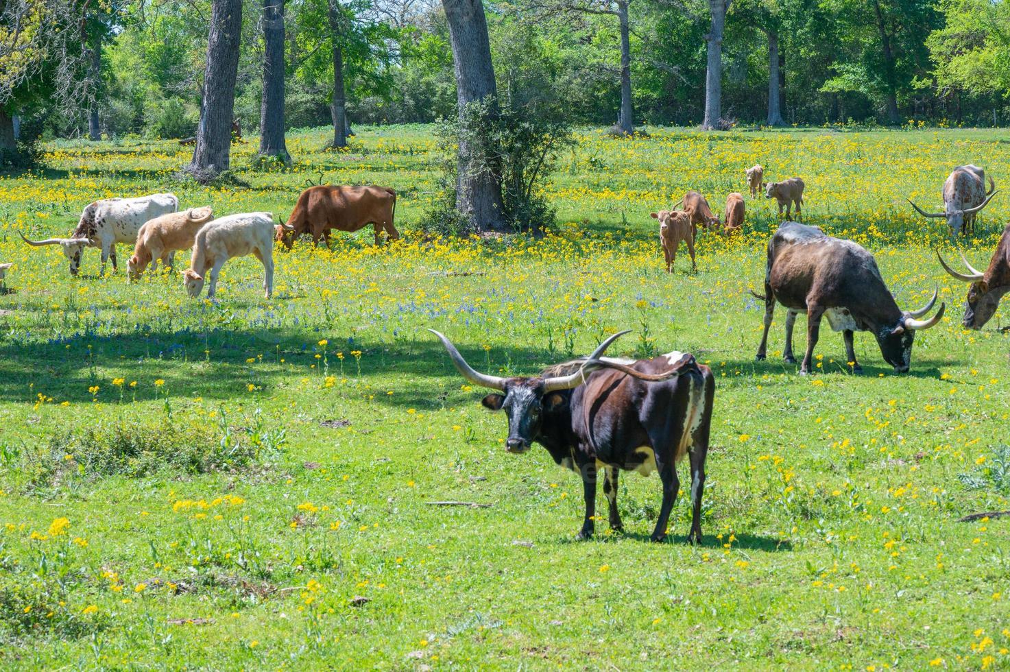 Texas groundsel blooms in an agricultural field where cows graze. photo