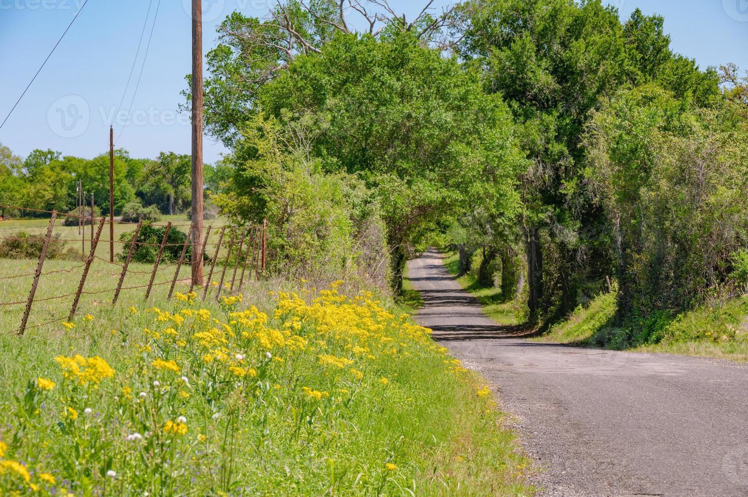 The yellow flowers of Texas groundsel grow along a country road in springtime. photo