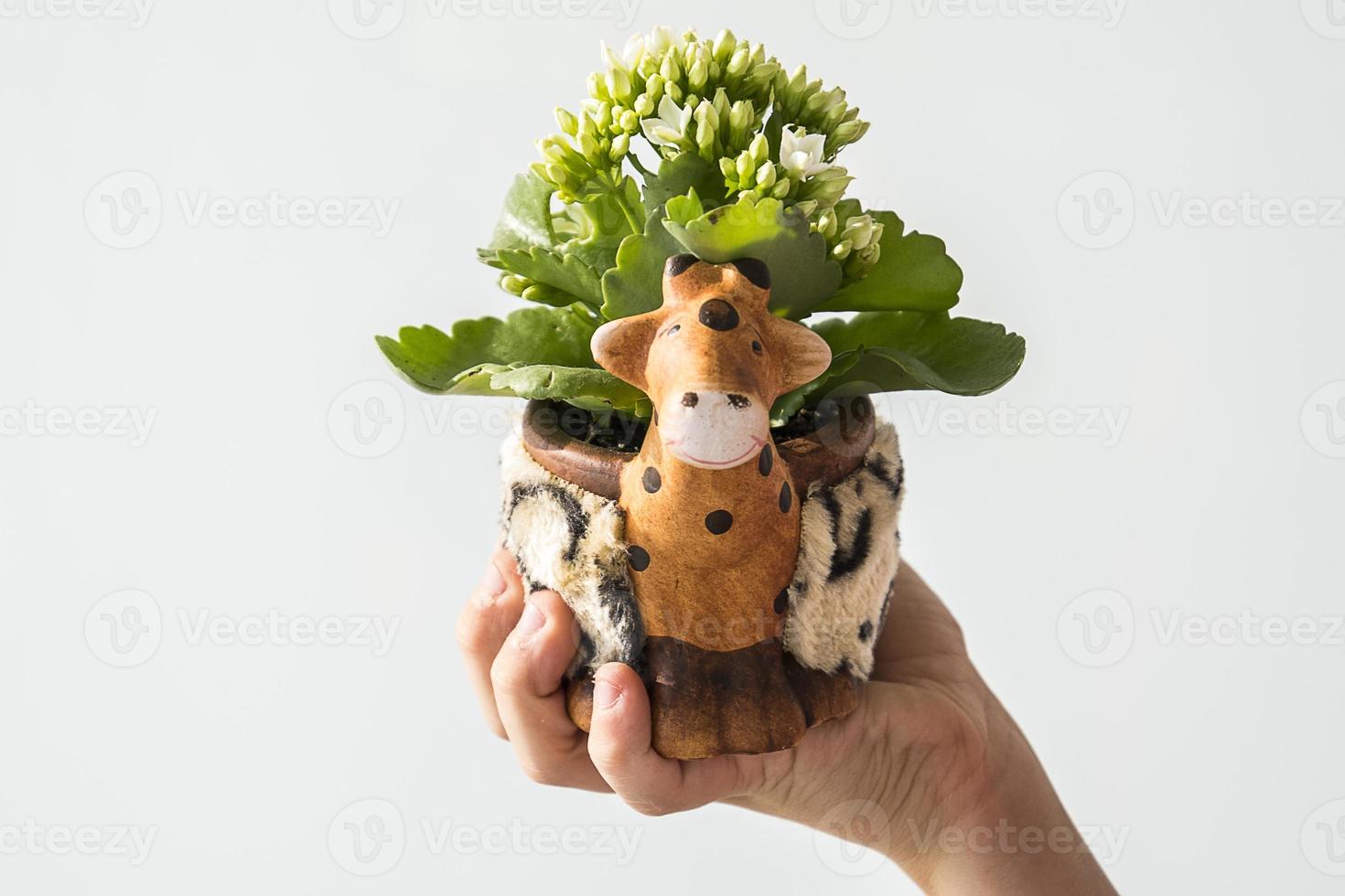 ornamental pot with small white flowers on a light background held in the hand photo