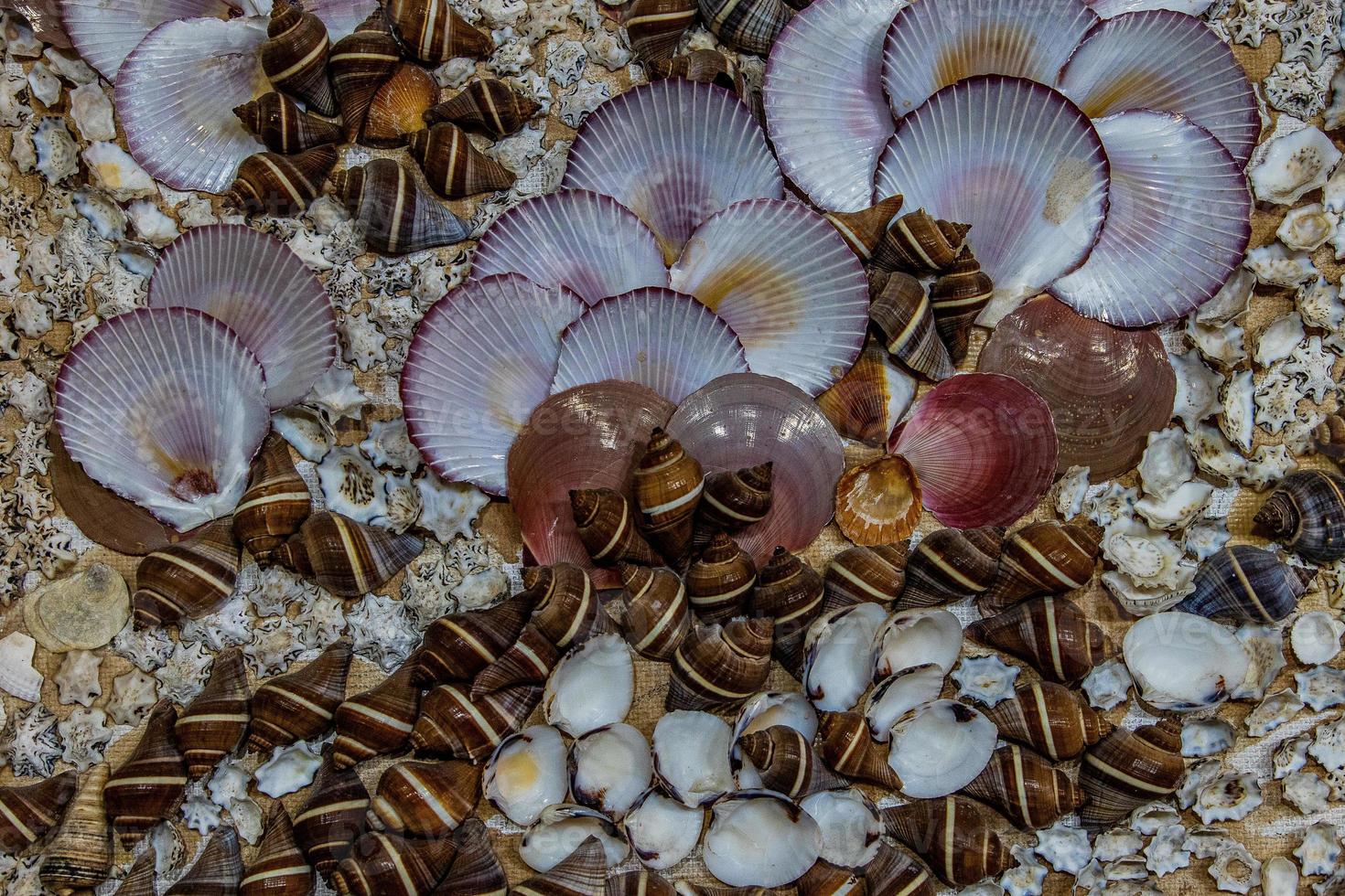 l natural background pattern with different colored shells decoration photo